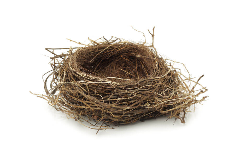 Photo of nest